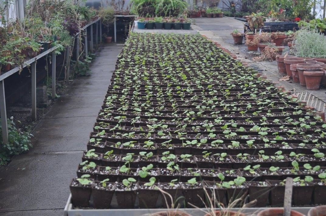 Olmsted Parks Conservancy Grows 15,000 Plants for Buffalo Park System News Buffalo Olmsted