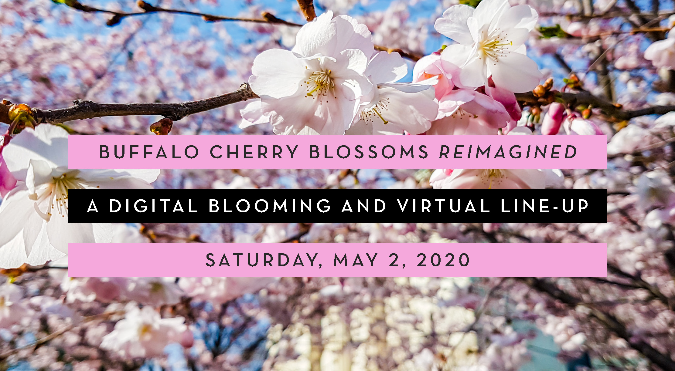Buffalo Cherry Blossoms Reimagined May 2, 2020